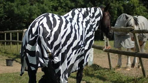 Caballo disfrazado de cebra