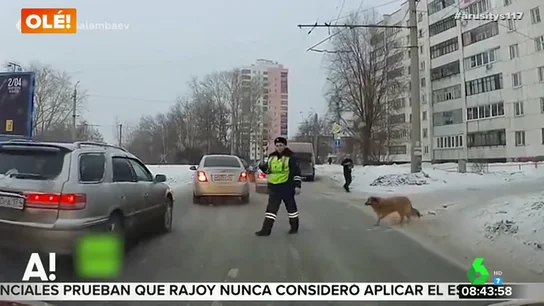 Un agente para el tráfico para que un perro cruce Un agente para el tráfico para que un perro cruce