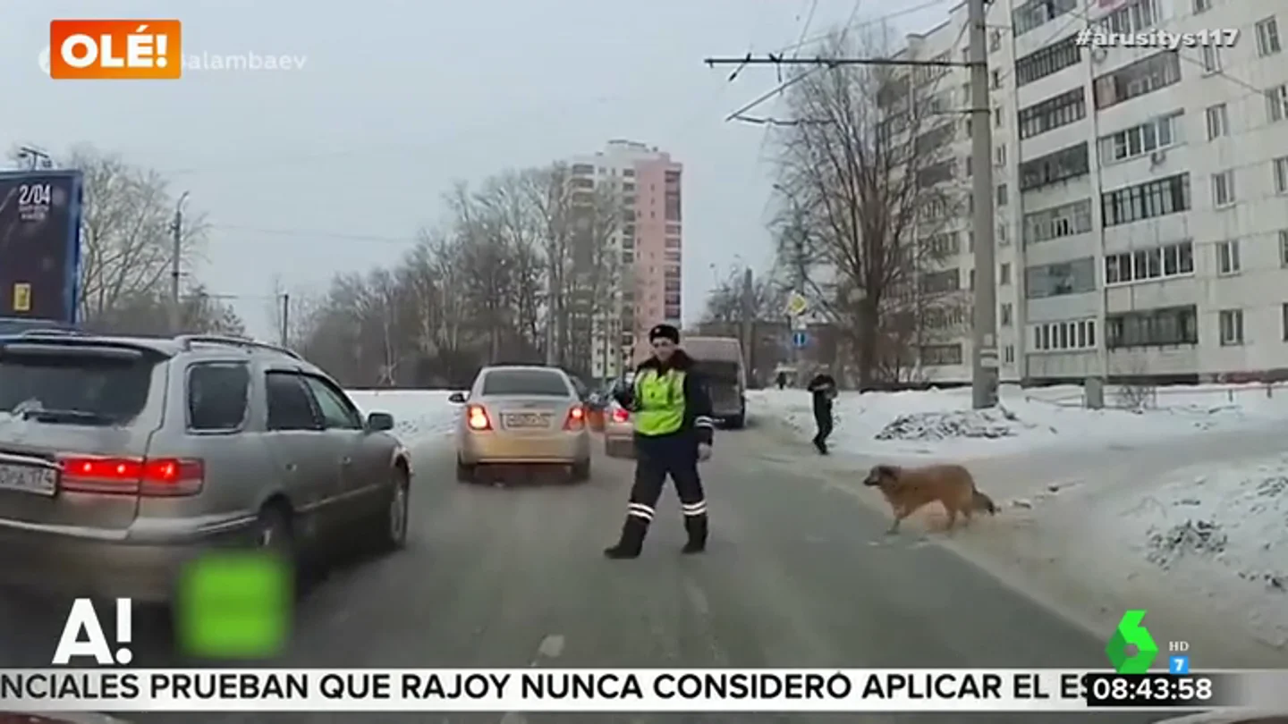 Un agente para el tráfico para que un perro cruce Un agente para el tráfico para que un perro cruce