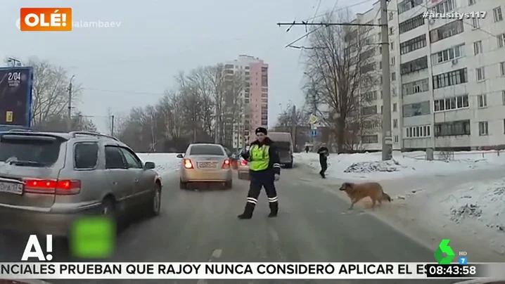 Un agente para el tráfico para que un perro cruce