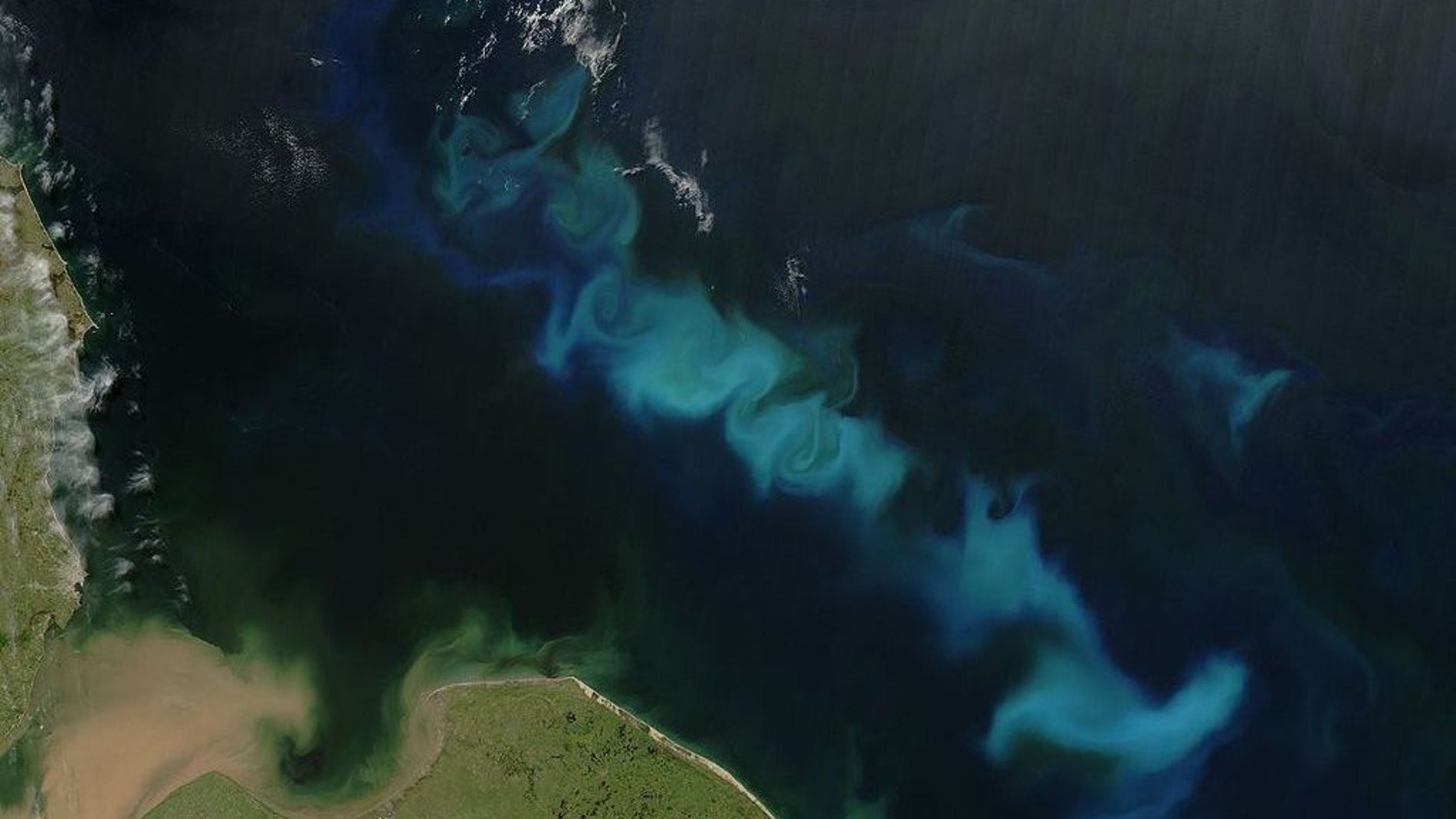 Proliferación de fitoplancton en la costa argentina