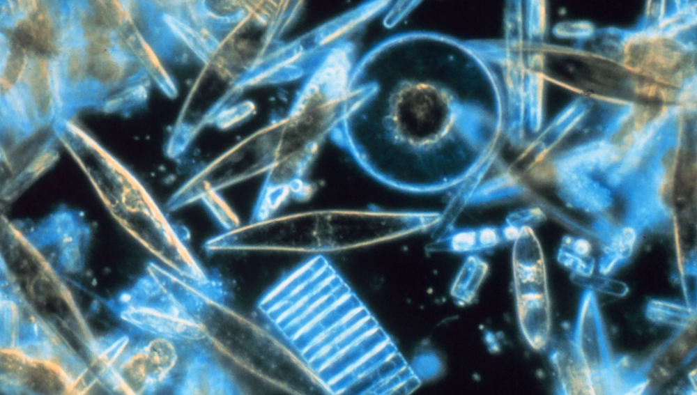 Diatomeas, algas unicelulares abundantes en el fitoplancton, vistas al microscopio electrónico 