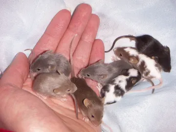 Como si fuéramos el flautista de Hamelín, podríamos ‘dominar’ a un ratón, pero con la mente y sin flauta Como si fuéramos el flautista de Hamelín, podríamos ‘dominar’ a un ratón, pero con la mente y sin flauta