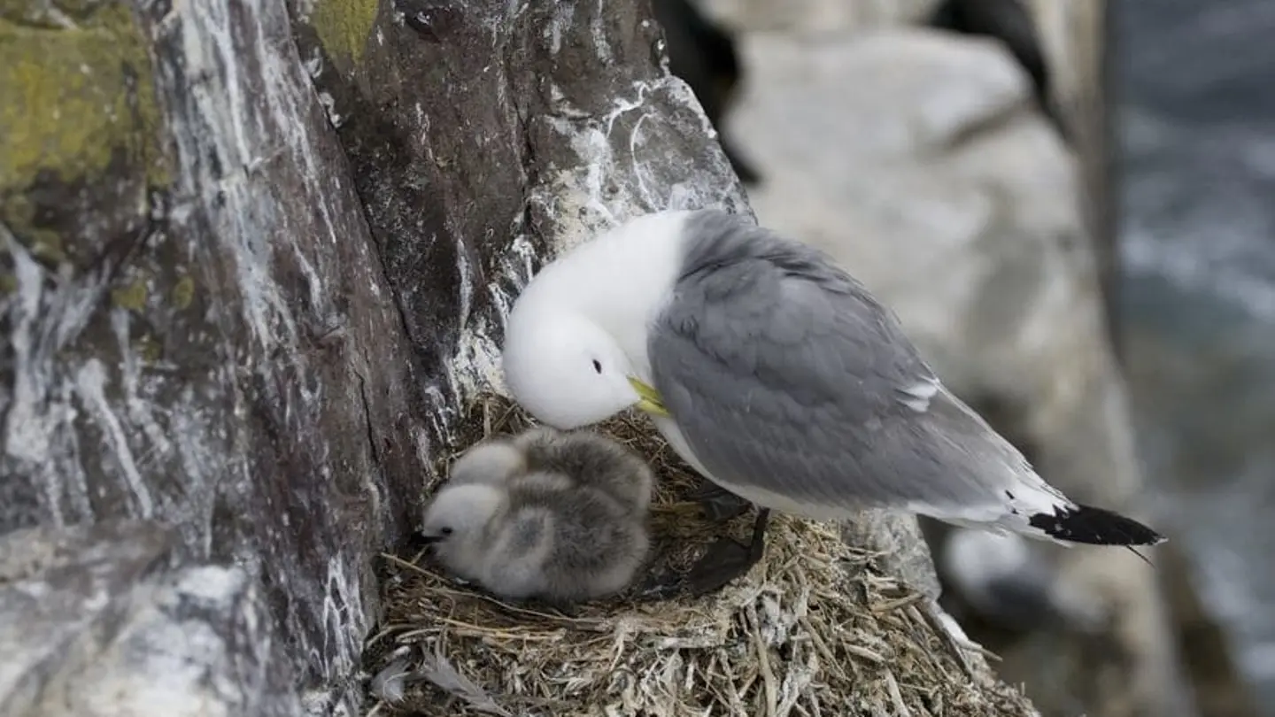 Ejemplar de Fulmar Ejemplar de Fulmar