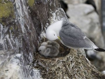 Ejemplar de Fulmar Ejemplar de Fulmar