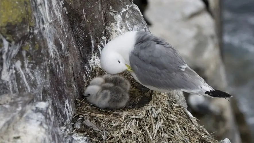 Ejemplar de Fulmar