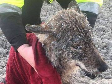 El lobo rescatado en Estonia El lobo rescatado en Estonia
