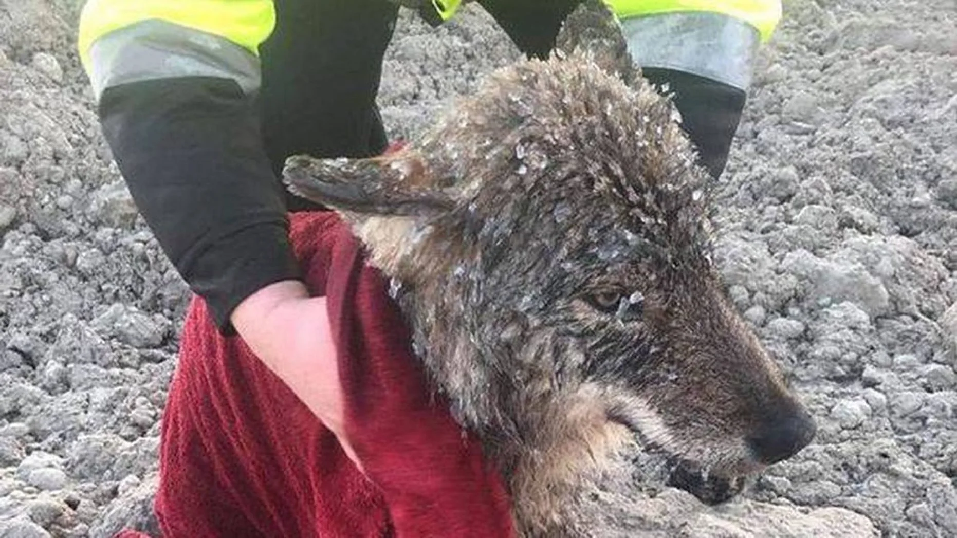 El lobo rescatado en Estonia