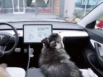Dog Mode: ningún perro volverá a estar en peligro en el coche Dog Mode: ningún perro volverá a estar en peligro en el coche