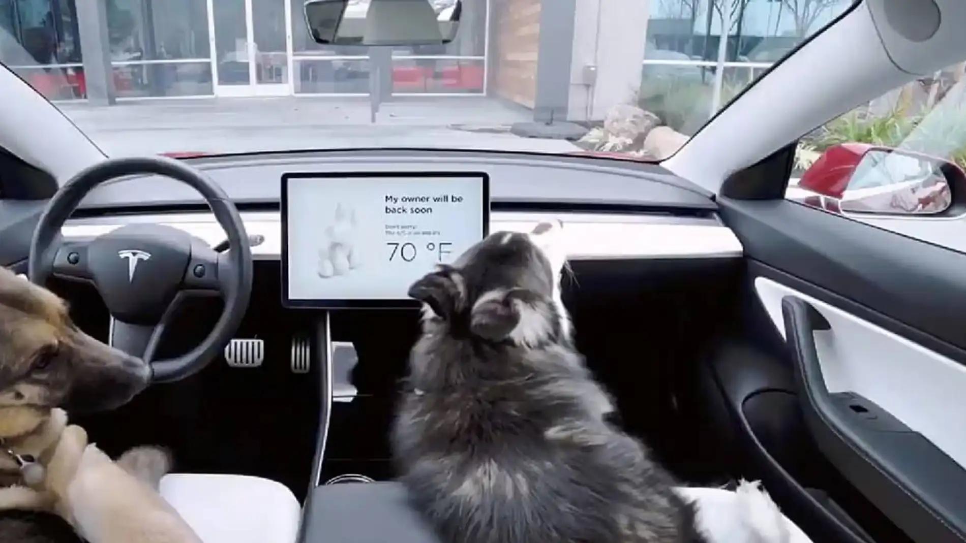 Dog Mode: ningún perro volverá a estar en peligro en el coche