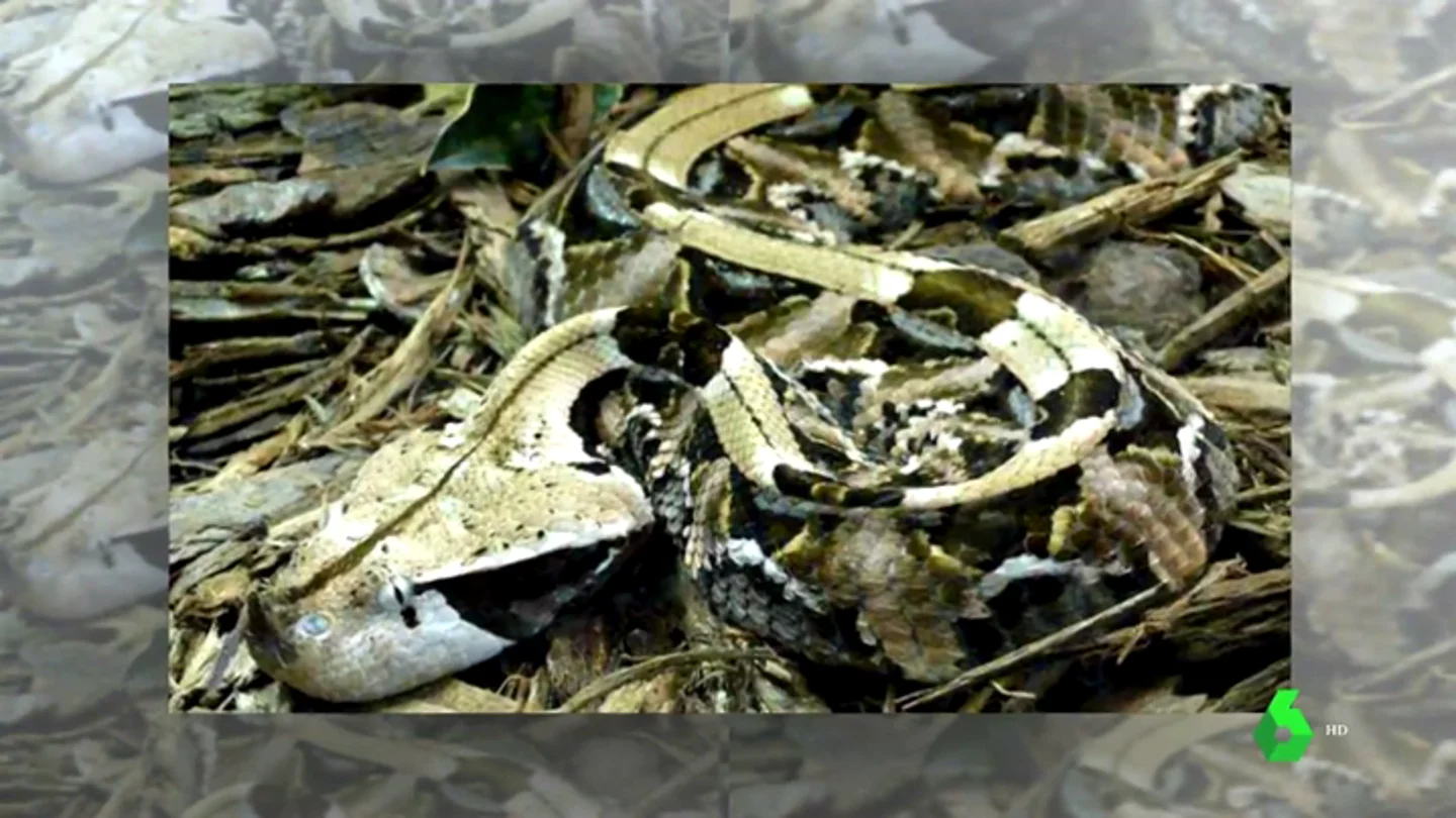 Una víbora de gabón suelta por Hondarribia: la broma de una vecina que llegó demasiado lejos Una víbora de gabón suelta por Hondarribia: la broma de una vecina que llegó demasiado lejos