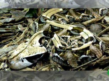 Una víbora de gabón suelta por Hondarribia: la broma de una vecina que llegó demasiado lejos Una víbora de gabón suelta por Hondarribia: la broma de una vecina que llegó demasiado lejos