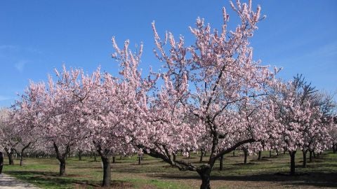 Almendros en flor en la Quinta de los Molinos