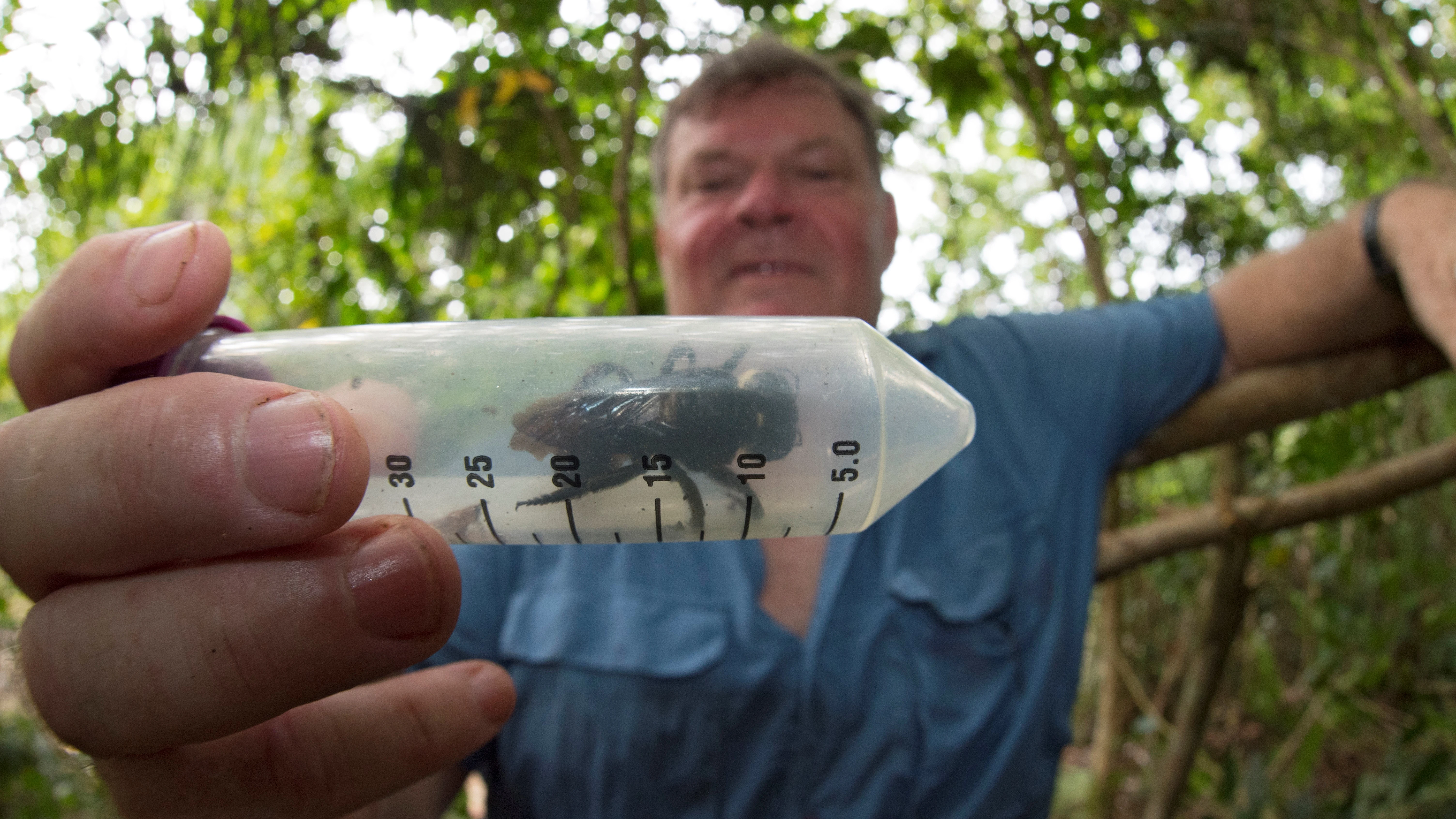 La abeja más grande del mundo