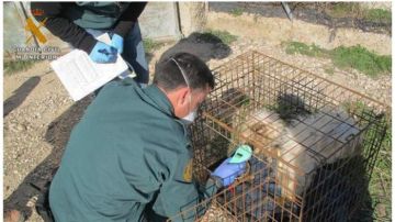 Cinco perros muertos y siete en malas condiciones en Burgos