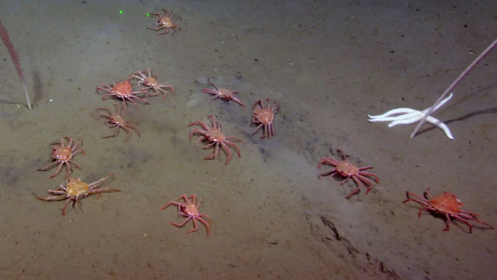 Estos cangrejos se alimentan en las fugas de metano del fondo marino