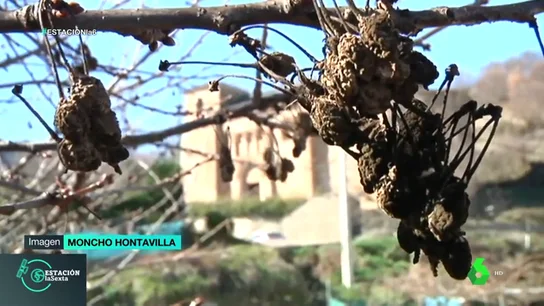 Las altas temperaturas adelantarán las cerezas del Bierzo: estarán listas para comer desde principios de abril Las altas temperaturas adelantarán las cerezas del Bierzo: estarán listas para comer desde principios de abril
