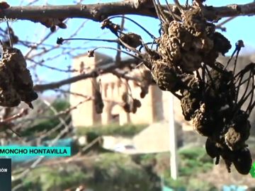 Las altas temperaturas adelantarán las cerezas del Bierzo: estarán listas para comer desde principios de abril Las altas temperaturas adelantarán las cerezas del Bierzo: estarán listas para comer desde principios de abril