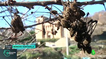 Las altas temperaturas adelantarán las cerezas del Bierzo: estarán listas para comer desde principios de abril