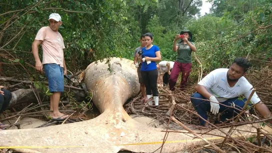 Imagen de la ballena jorobada que fue hallada en el Amazonas Imagen de la ballena jorobada que fue hallada en el Amazonas