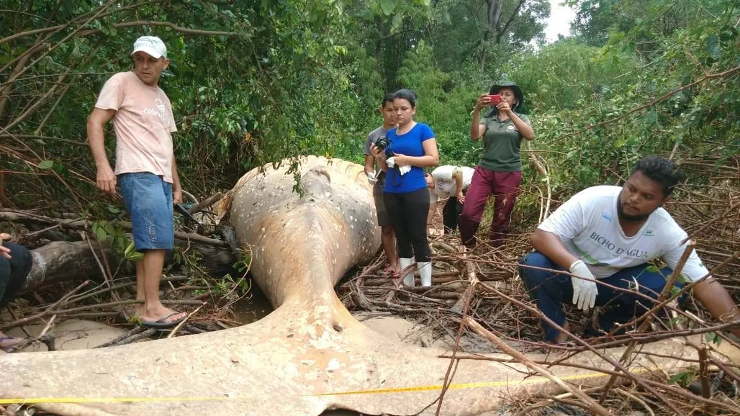 Imagen de la ballena jorobada que fue hallada en el Amazonas Imagen de la ballena jorobada que fue hallada en el Amazonas