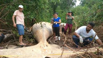 Imagen de la ballena jorobada que fue hallada en el Amazonas