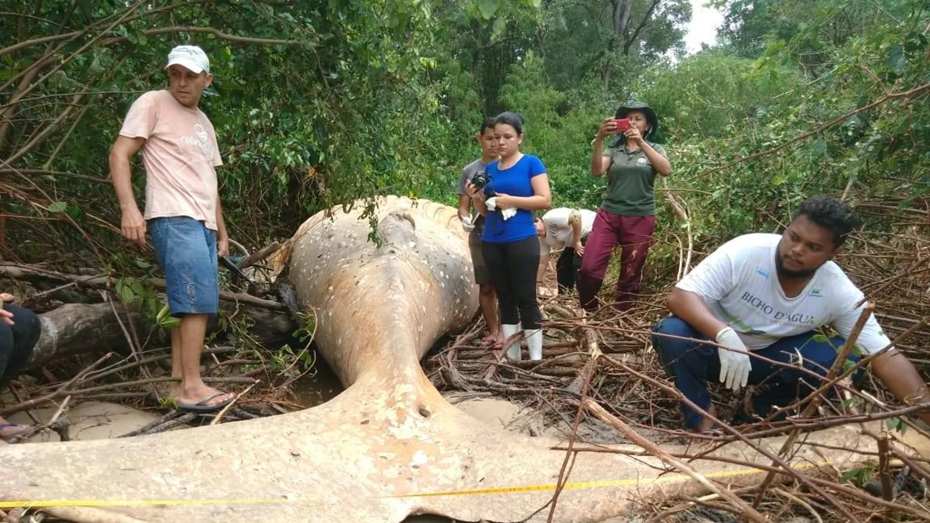 Imagen de la ballena jorobada que fue hallada en el Amazonas