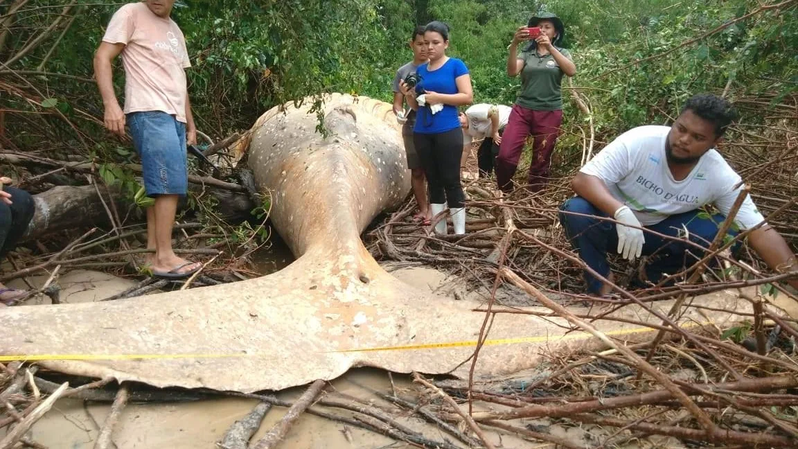 Imagen de la ballena jorobada que fue hallada en el Amazonas