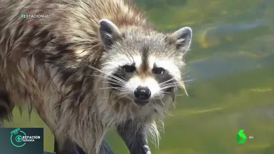 Desde mapaches hasta iguanas: los caprichos como mascotas que acaban en centros de conservación de animales Desde mapaches hasta iguanas: los caprichos como mascotas que acaban en centros de conservación de animales