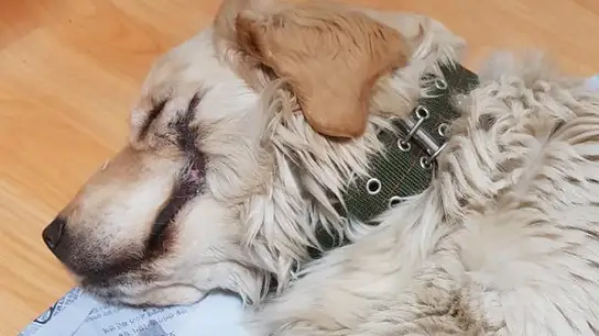 Bobby, el cachorro torturado en Corea del Sur Bobby, el cachorro torturado en Corea del Sur