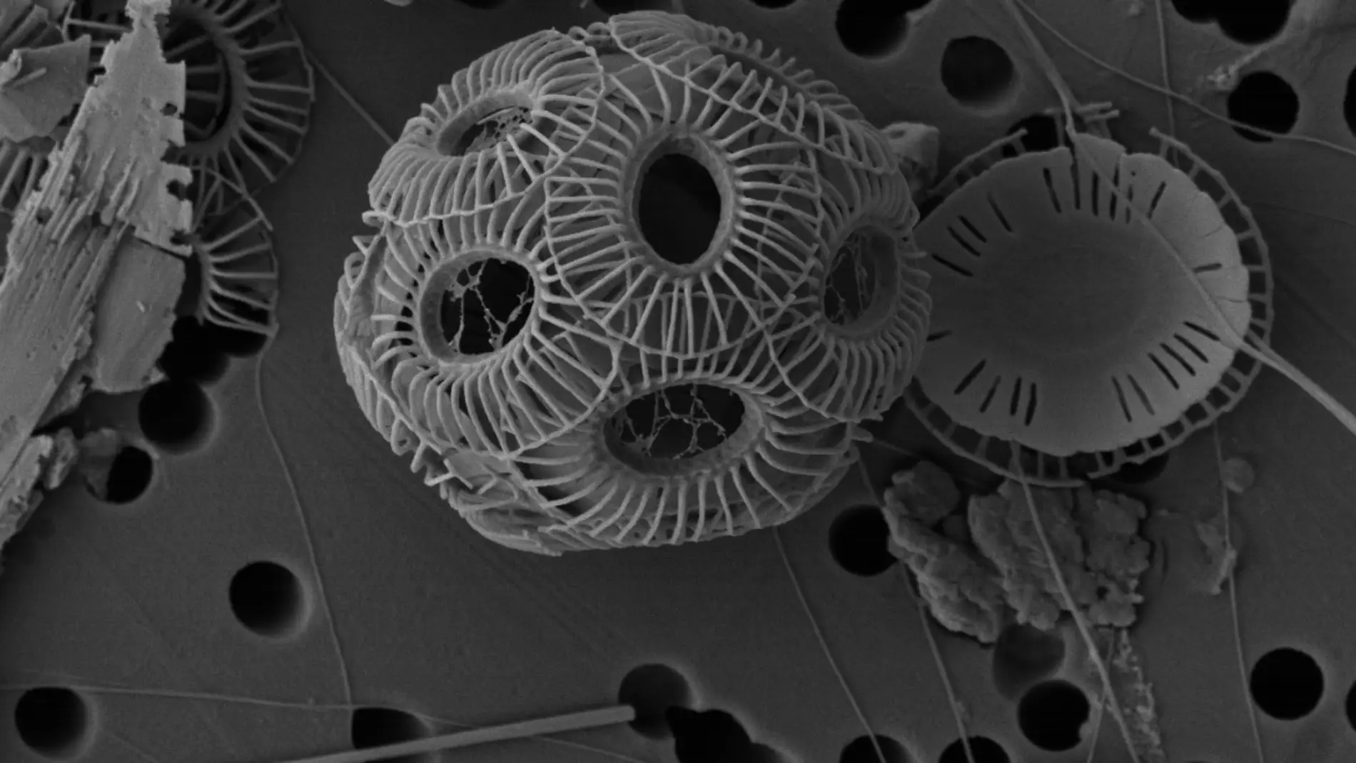 Un proyecto europeo de la Universidad de Salamanca analiza el papel en la absorción de CO2 de los cocolitóforos, que además son la base de la cadena alimenticia