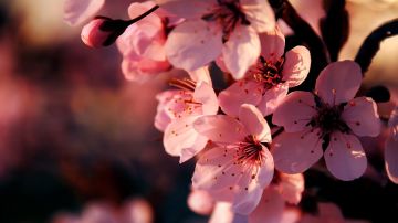 Cerezos en flor