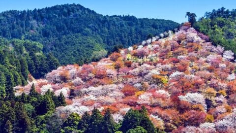 Monte Yoshino