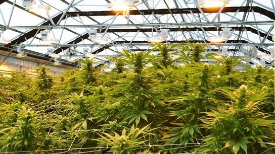 Foto de archivo de una plantación de marihuana Foto de archivo de una plantación de marihuana