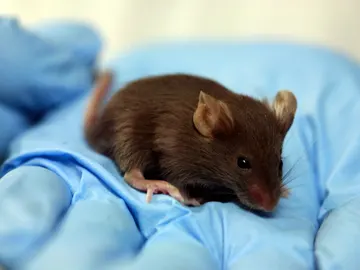 Un ratón de laboratorio Un ratón de laboratorio