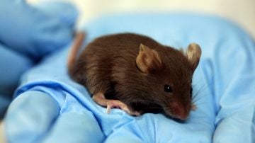 Un ratón de laboratorio