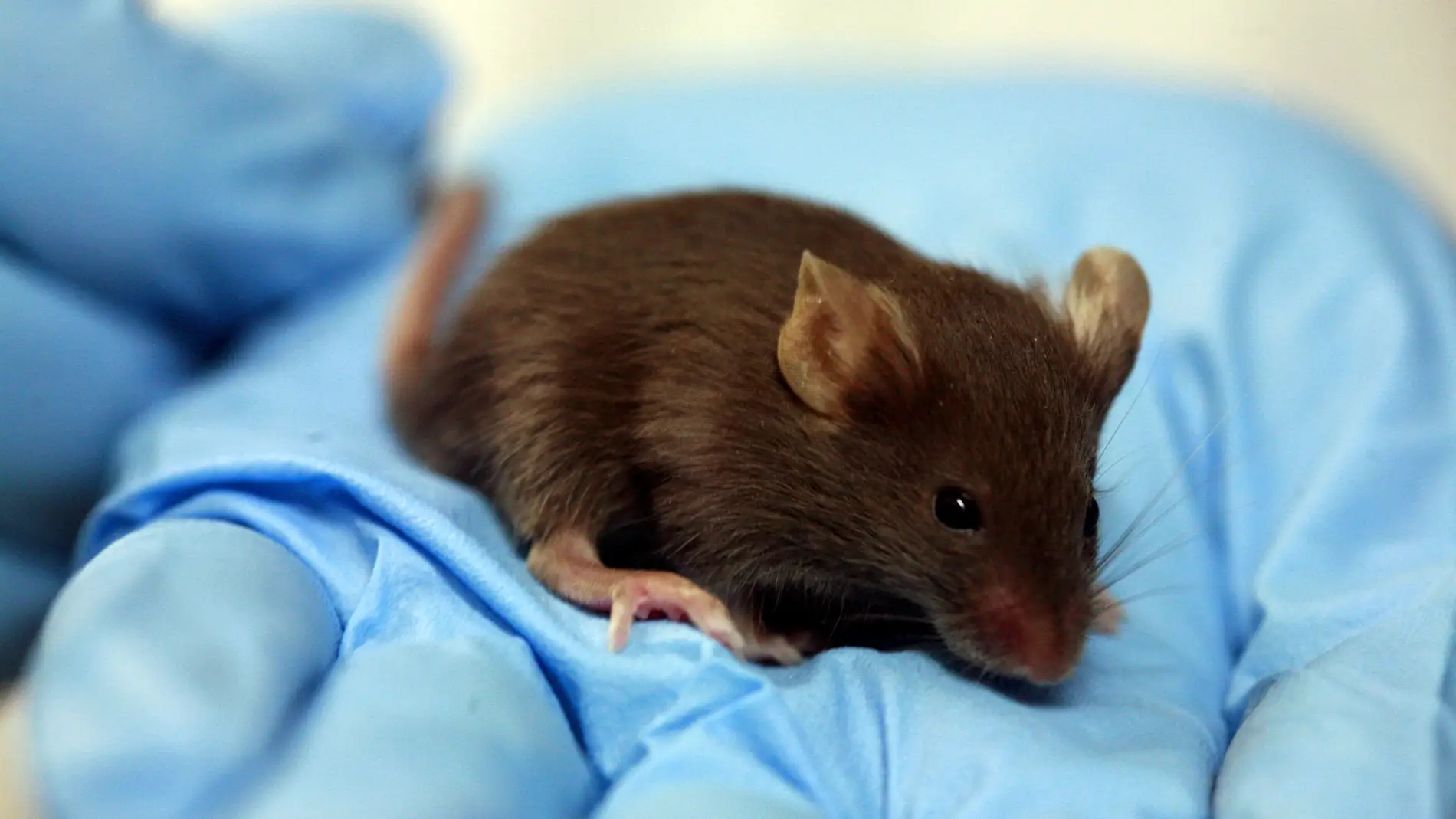 Un ratón de laboratorio 