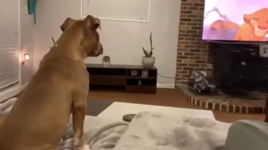 Las lágrimas desesperadas de una perra viendo la escena más cruel de 'El Rey León' Las lágrimas desesperadas de una perra viendo la escena más cruel de 'El Rey León'