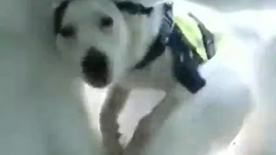 Esto es lo que ve una víctima de una avalancha mientras un perro la localiza para salvarla Esto es lo que ve una víctima de una avalancha mientras un perro la localiza para salvarla