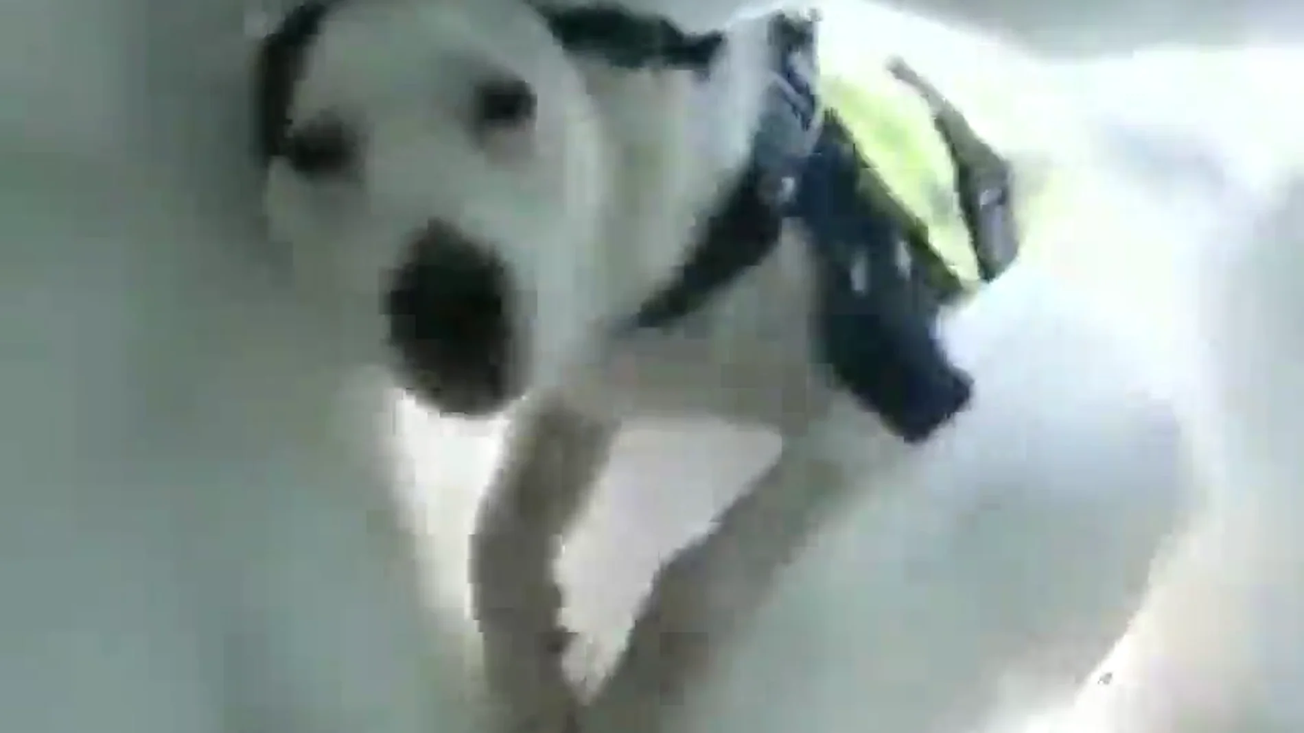 Esto es lo que ve una víctima de una avalancha mientras un perro la localiza para salvarla
