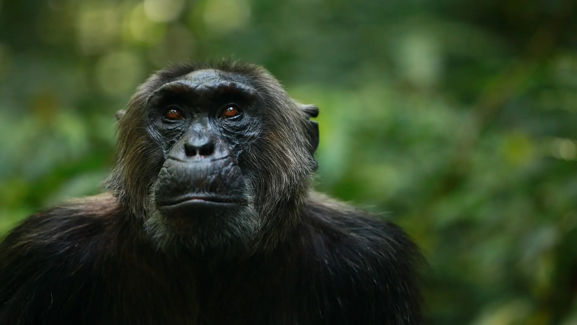 Un chimpancé del grupo Ngogo del Parque Nacional de Kibale en Uganda