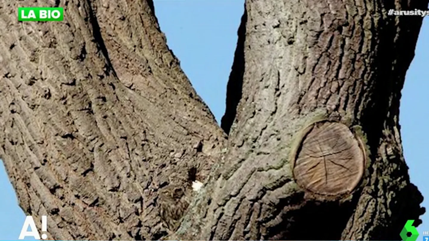 El nuevo reto de agudeza visual: ¿Puedes ver el animal que se esconde en este árbol? El nuevo reto de agudeza visual: ¿Puedes ver el animal que se esconde en este árbol?