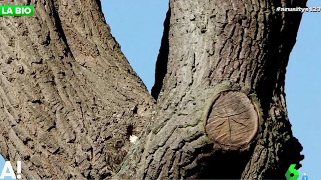 El nuevo reto de agudeza visual: ¿Puedes ver el animal que se esconde en este árbol?