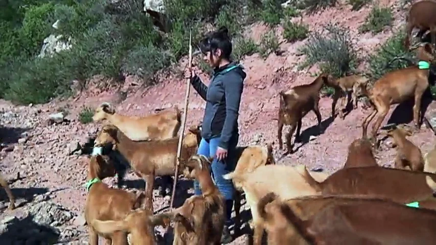 Machismo hasta entre cabras: las experiencias de Merlés en un mundo agrícola que sigue rechazando la igualdad Machismo hasta entre cabras: las experiencias de Merlés en un mundo agrícola que sigue rechazando la igualdad