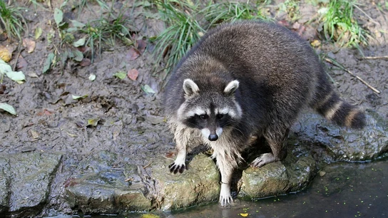Imagen de un mapache Imagen de un mapache