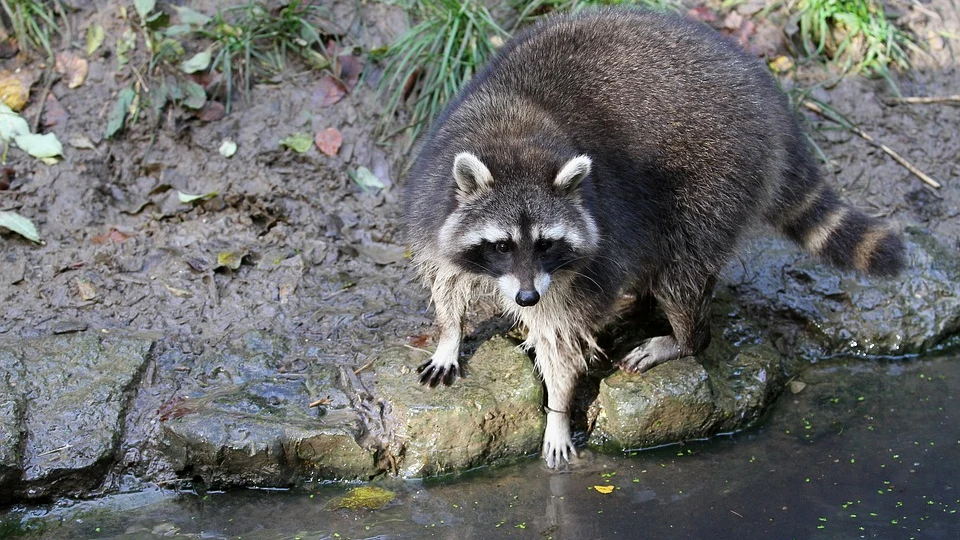 Imagen de un mapache