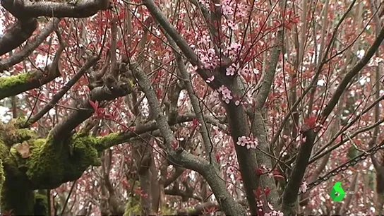Árboles en flor Árboles en flor