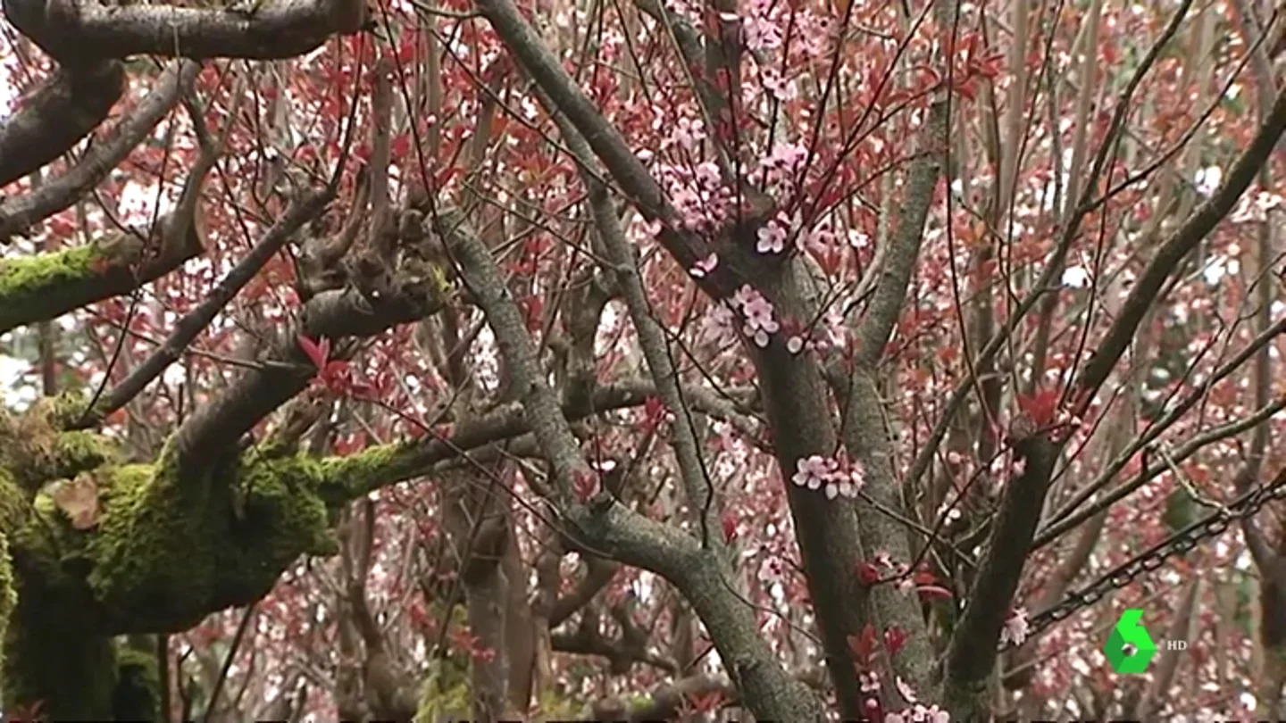 Árboles en flor Árboles en flor