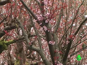 Árboles en flor Árboles en flor