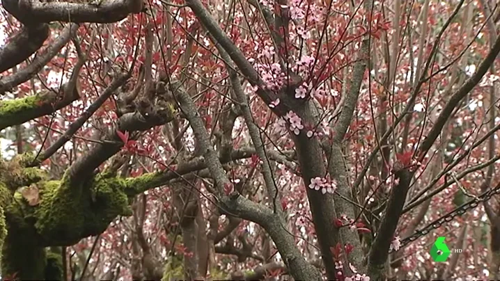 Árboles en flor